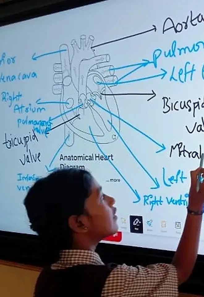 Student labelling the parts of the human heart on a smart board