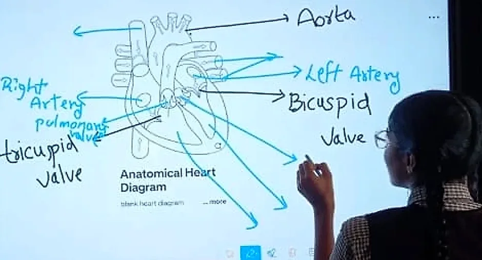 Student labelling the valves of the heart on a smart board