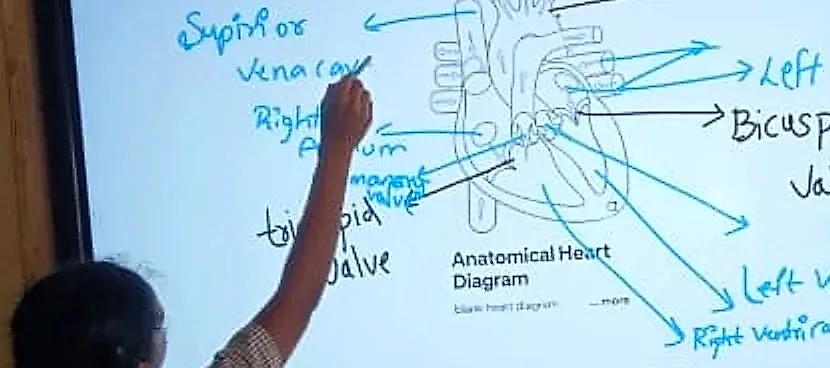 Student pointing to the vena cava on a heart diagram on the smart board